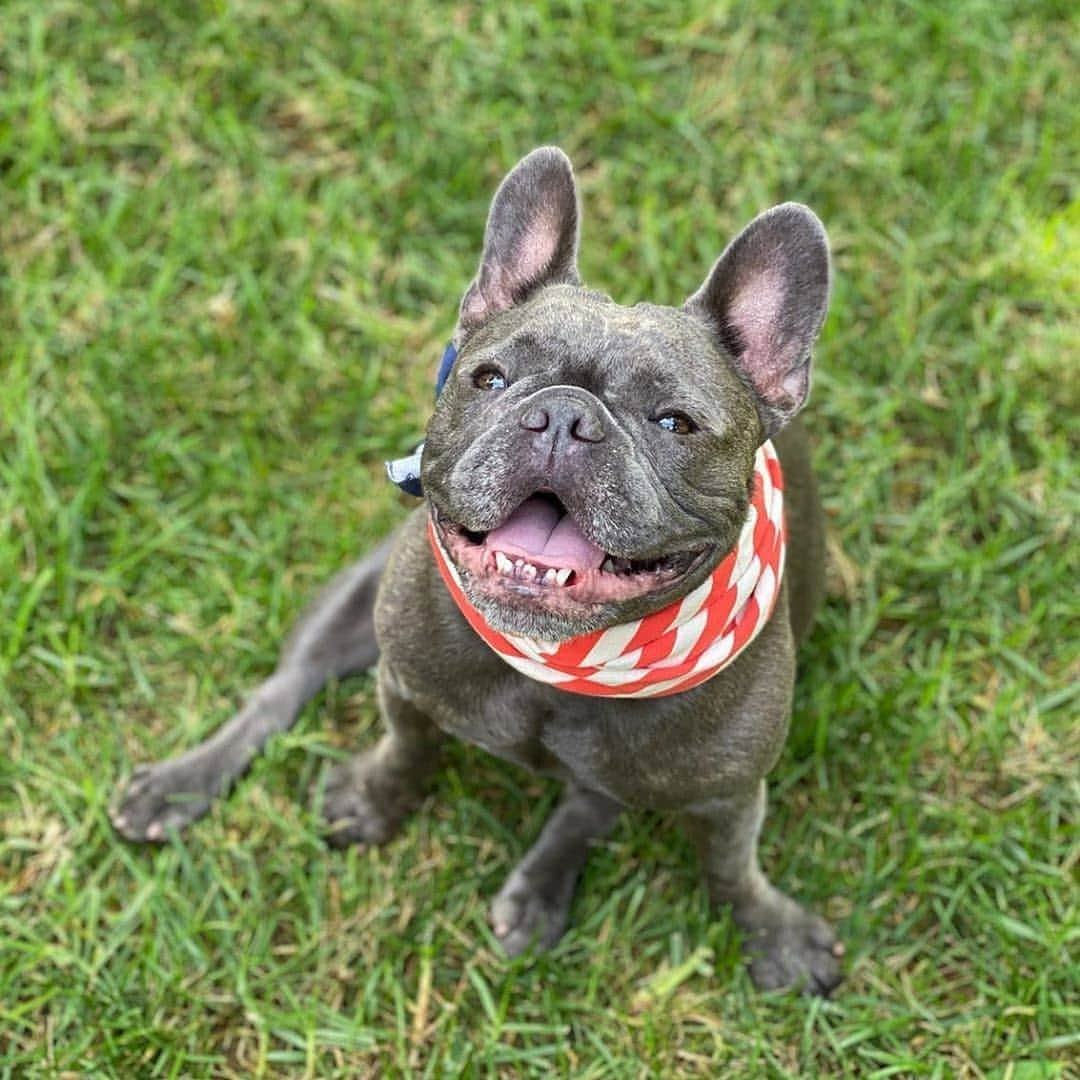 French Bulldogのインスタグラム