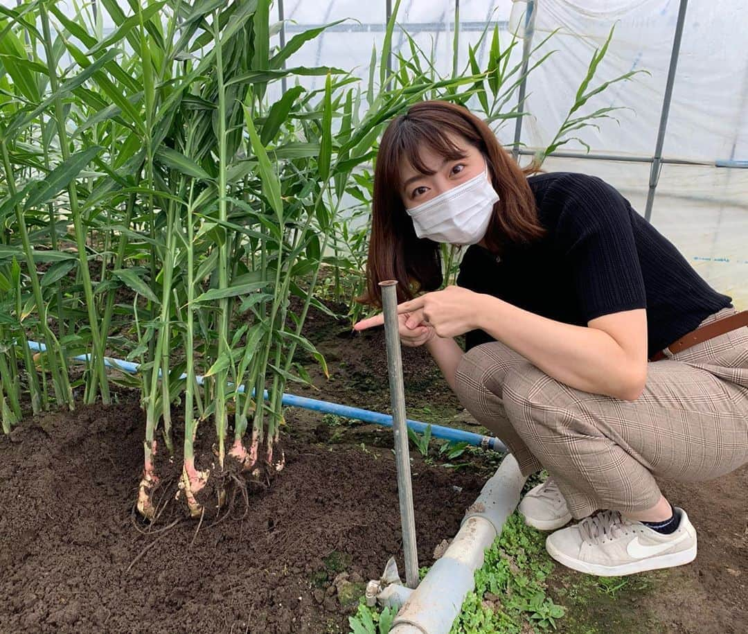 湯浅知里さんのインスタグラム写真 - (湯浅知里Instagram)「♡♡ . . #浜のかあさん畑のかあさん 今回は新生姜が主役でした✨ . . 香り高くやわらかい新生姜🤤💕本当に美味しかったな‼︎ご馳走さまでした〜‼︎ . 岸田さんお世話になりました😆💕💕 . . #秋 #ご飯 #生姜ご飯 #新生姜 #北海道 #栗山町」10月22日 17時59分 - chisato.y515