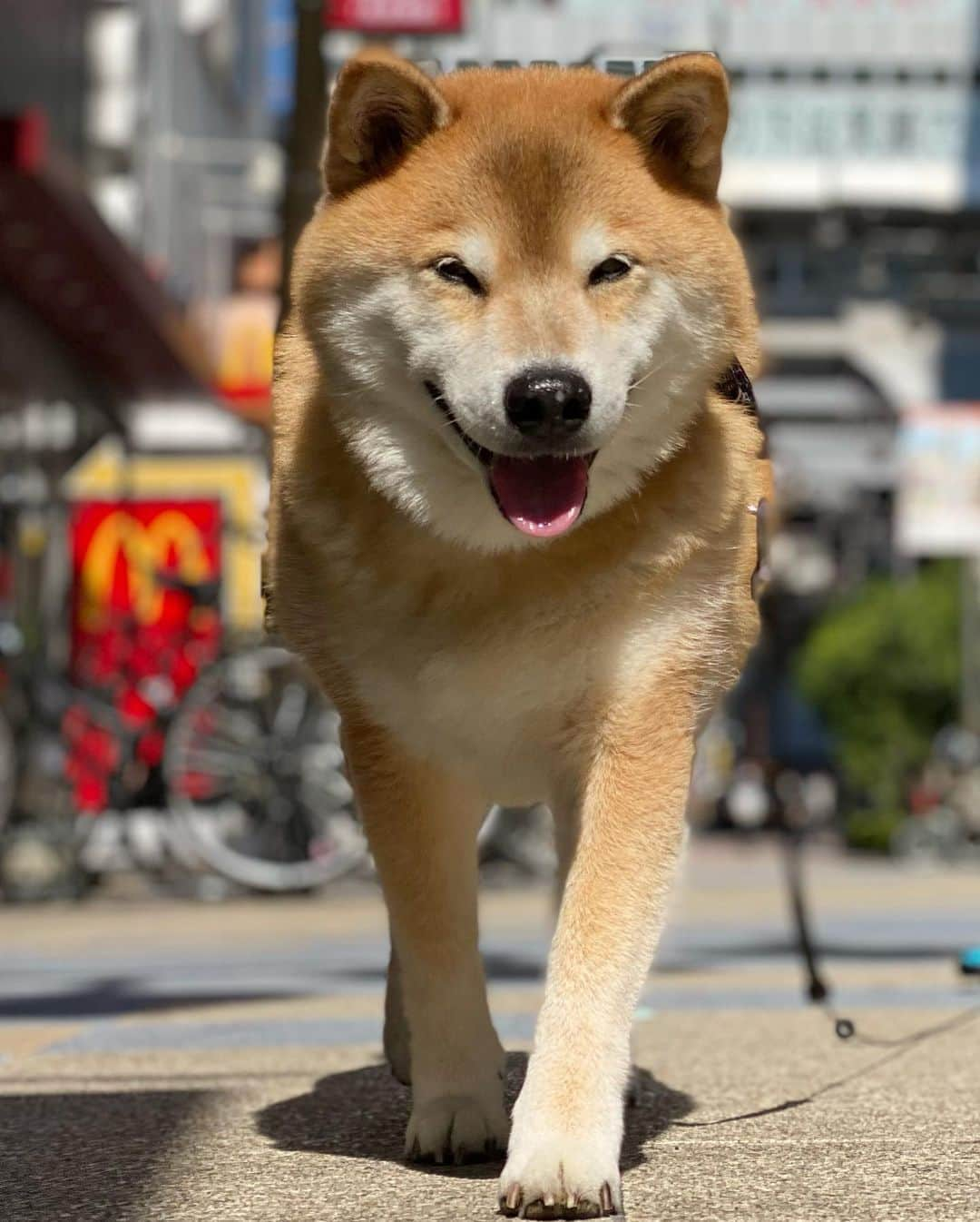 まる（まるたろう）さんのインスタグラム写真 - (まる（まるたろう）Instagram)「Good morning!✨🐶✨おはまる〜！今日も頑張ってきてね！ #この角度は脚が長く見えるね #いいねこの角度 #パパやるじゃん #7ポイントつけとくね」10月22日 9時03分 - marutaro