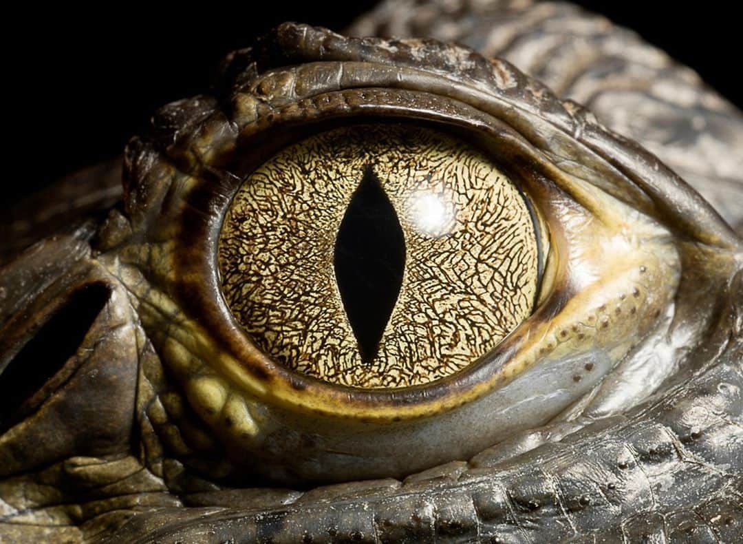 アニマルプラネットさんのインスタグラム写真 - (アニマルプラネットInstagram)「Animals that slither or have scales shouldn’t scare us. Today on #reptileawarenessday, we take the time to appreciate snakes, crocodilians, lizards, turtles and so many more! . . . . . . . #reptiles #reptileawarenessday #snakes #crocodilians #crocdile #alligators #lizards #turtles #reptile #photooftheday #pictureoftheday」10月22日 9時21分 - animalplanet