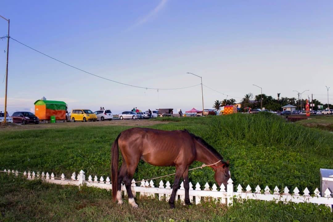 のインスタグラム：「Photo by @nataliekeyssar / A horse grazes near the Sea Wall in Georgetown, Guyana, on a scorching August day. Five years ago, oil was discovered off of Guyana's shores, creating excitement for the income and infrastructure it could generate, but environmentalists fear the impact of offshore drilling. History shows that having natural resources doesn't always translate into a benefit for the people in an oil-rich country.  Follow me at @nataliekeyssar for more stories and stories.」