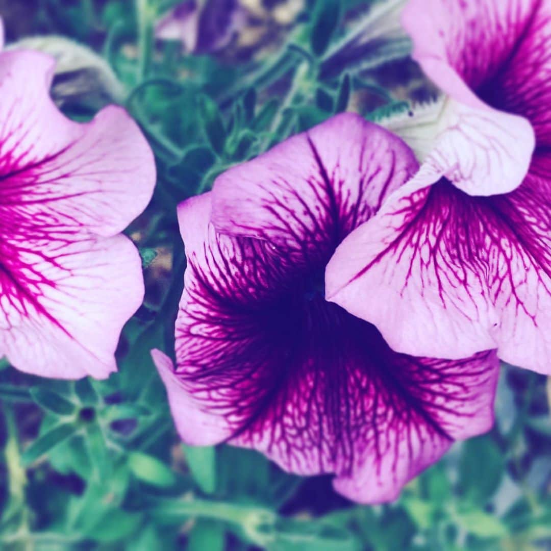 中野敬久さんのインスタグラム写真 - (中野敬久Instagram)「#flowers #flowersoflife #purple #hope #blossom」10月22日 9時48分 - hirohisanakano