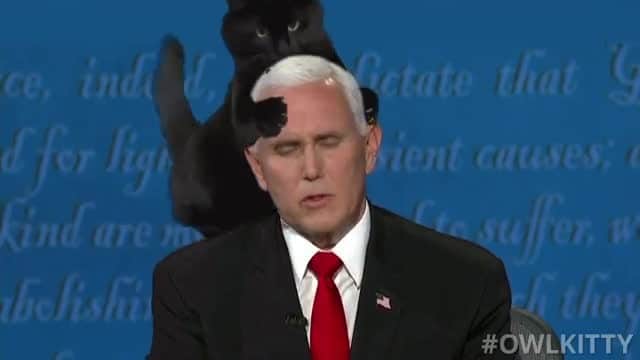 のインスタグラム：「OwlKitty for president 🙌🏻⠀ ⠀ 🖥@owl__kitty⠀ ⠀ #meowed #owlkitty #blackcat #lizzy #vicepresidentialdebate #2020 #president #adoptdontshop」