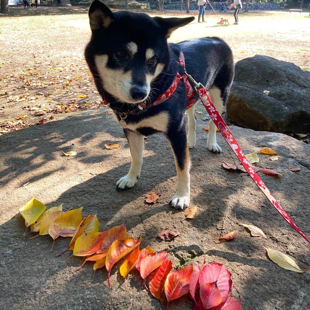 vo_coのインスタグラム：「🍂 THE・仏頂面 * #落葉グラデーション #shibastagram #instashiba #shiba #shibainu #黒柴 #柴犬」