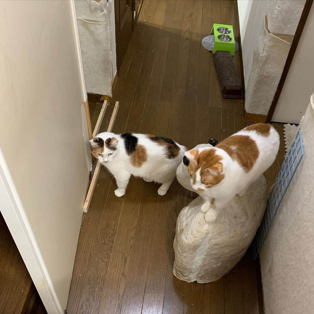 Kachimo Yoshimatsuさんのインスタグラム写真 - (Kachimo YoshimatsuInstagram)「ミケ子さん！遊びますか？  下からおいなりちゃんがやってきて  遊ぶ！遊ぶ！と  せっかく遊ぼうと思ってたのにと ミケ子さん  #うちの猫ら #oinari #mikeko #猫 #ねこ #cat #ネコ #catstagram #ネコ部 http://kachimo.exblog.jp」10月22日 10時14分 - kachimo