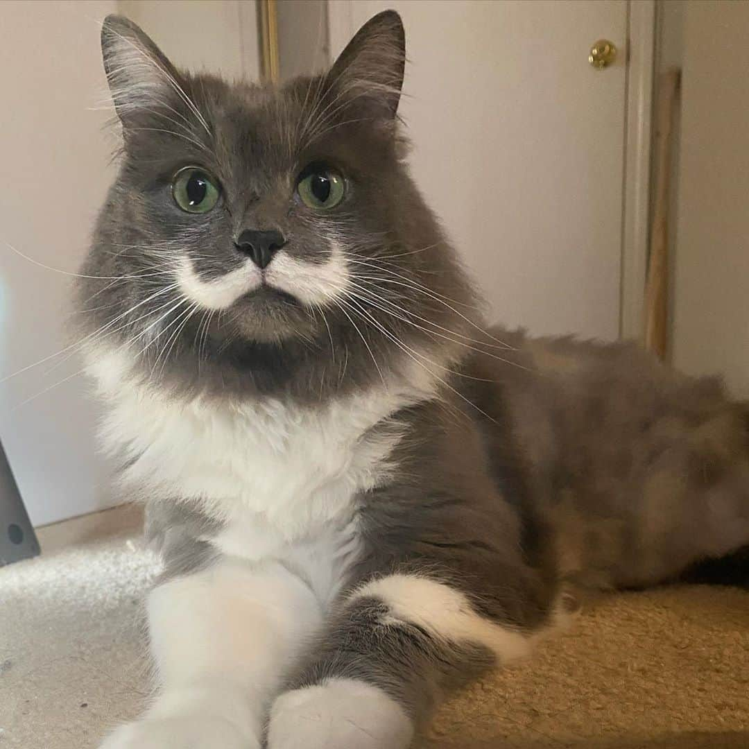 ハミルトンザ・ヒップスターキャットのインスタグラム：「Have you ever seen a more handsome man? (And that’s even with a terrible haircut 😹) #mustachecat」