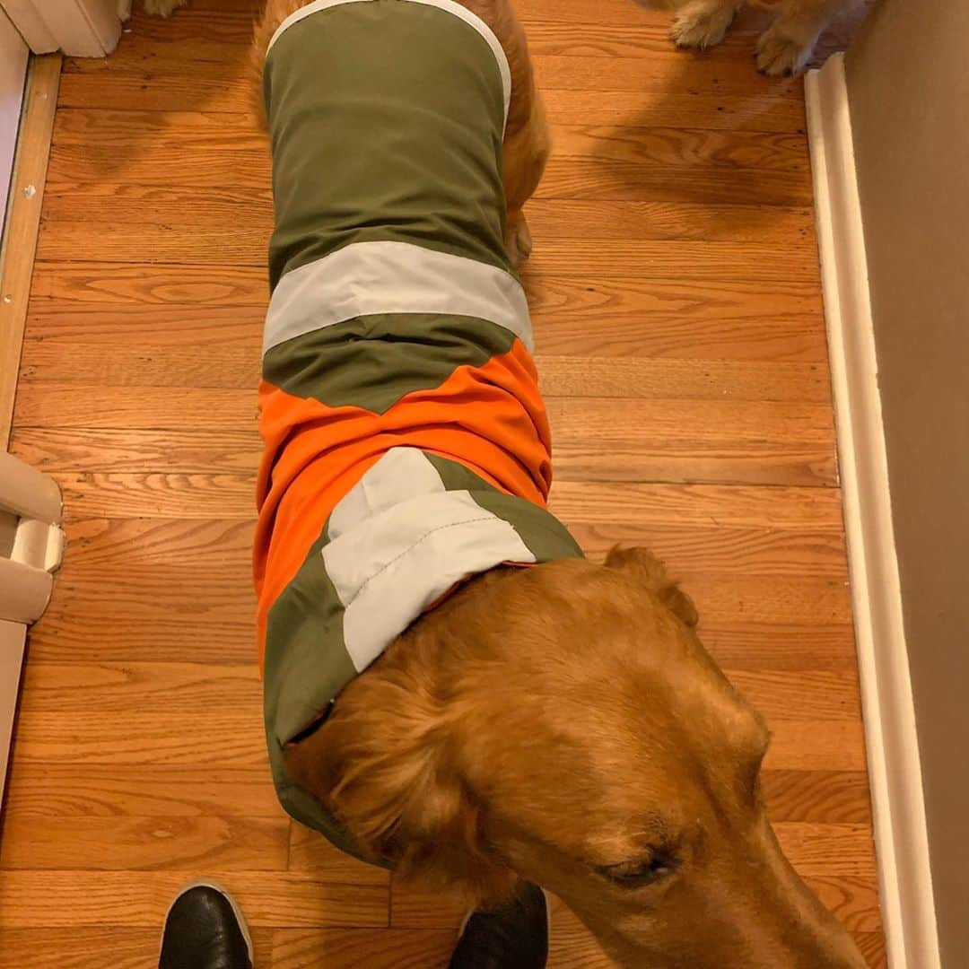 モヒートさんのインスタグラム写真 - (モヒートInstagram)「OH MY GOSH!!! Our friends at @longdogclothing loved how Killian looked in his hoodie last week they hooked him up with some new clothes!!! They sent the cutest rain jacket and a cozy sweater. Both fit amazing and are so well made. Killian was so excited he was spinning in happy circles while mommy opened the package 😂 he is wearing a XXL for sizing reference -it can be so hard to find clothes for bigger doggies. These are perfect! Which do you like better? The rain jacket or the sweater? We can’t decide! #fall #fallfashion #styleinspo #model #longdogclothing #happy #rescuedogsofinstagram #rescuedog #rescue #puppymillsurvivor #goldenretriever #goldensofinstagram #goldenretrieversofinstagram #dogs #stylish #dogmom #cleveland」10月22日 10時22分 - mojito_rose_family