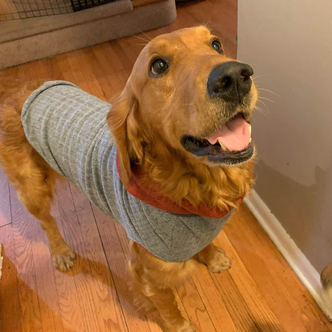 モヒートさんのインスタグラム写真 - (モヒートInstagram)「OH MY GOSH!!! Our friends at @longdogclothing loved how Killian looked in his hoodie last week they hooked him up with some new clothes!!! They sent the cutest rain jacket and a cozy sweater. Both fit amazing and are so well made. Killian was so excited he was spinning in happy circles while mommy opened the package 😂 he is wearing a XXL for sizing reference -it can be so hard to find clothes for bigger doggies. These are perfect! Which do you like better? The rain jacket or the sweater? We can’t decide! #fall #fallfashion #styleinspo #model #longdogclothing #happy #rescuedogsofinstagram #rescuedog #rescue #puppymillsurvivor #goldenretriever #goldensofinstagram #goldenretrieversofinstagram #dogs #stylish #dogmom #cleveland」10月22日 10時22分 - mojito_rose_family