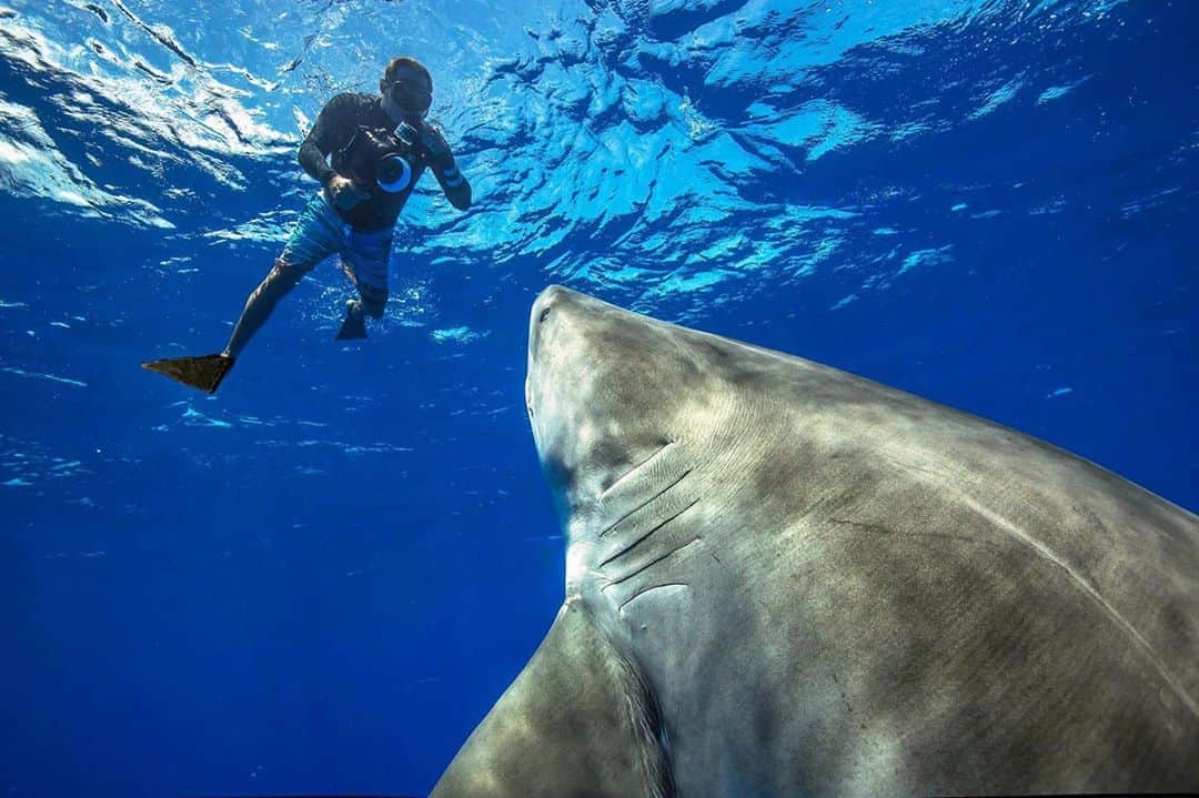 クラーク・リトルさんのインスタグラム写真 - (クラーク・リトルInstagram)「Shooting a tiger shark with @oneoceandiving photo @juansharks #clarklittle 🆑」10月22日 11時36分 - clarklittle
