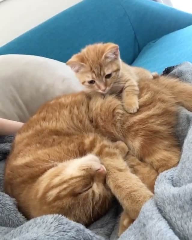 ありおときなこのインスタグラム：「きなこちいちゃいなあ ふわふわ🐱 この顔ごしごしたまらん  #スコティッシュフォールド#マンチカン#レッドタビー#猫#ペコねこ部#pecoねこ部#cat#scottishfold#munchkin#みんねこ」