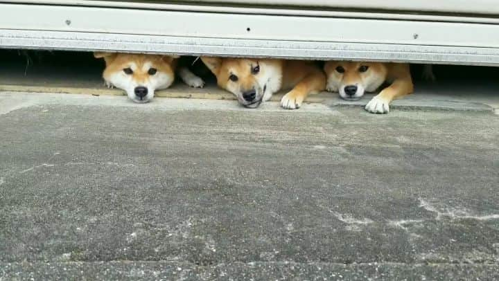 柴犬たま Shibainu Tamaのインスタグラム