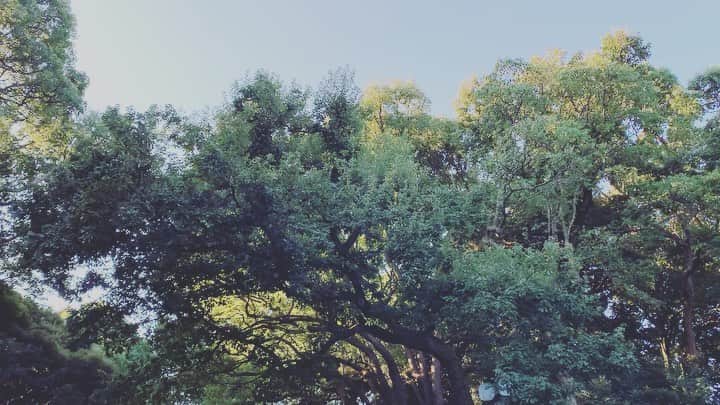 たむらぱんのインスタグラム：「立ち止まって撮っているのはわたし。ふむふむ。ならばこの足音は誰？と思っている。笑　ほほほ」