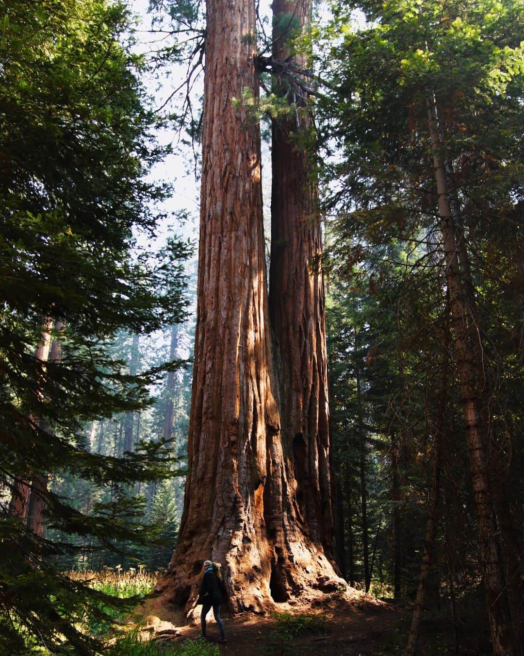 マッケンジー・モージーさんのインスタグラム写真 - (マッケンジー・モージーInstagram)「Discovery :: tree hugging doesn’t have to be political (at least there’s something)! It feels great. Especially with these majestic giants. Loved exploring their world. 🌲 🌲 🌲  • • • #sequoias #sequoianationalpark #giantforest #treehug #tryit @footagebyfernyyy (📸)」10月22日 12時44分 - mackenziemauzy