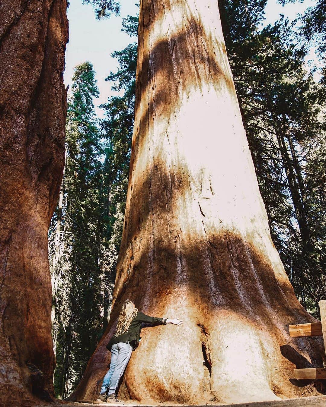 マッケンジー・モージーのインスタグラム：「Discovery :: tree hugging doesn’t have to be political (at least there’s something)! It feels great. Especially with these majestic giants. Loved exploring their world. 🌲 🌲 🌲  • • • #sequoias #sequoianationalpark #giantforest #treehug #tryit @footagebyfernyyy (📸)」