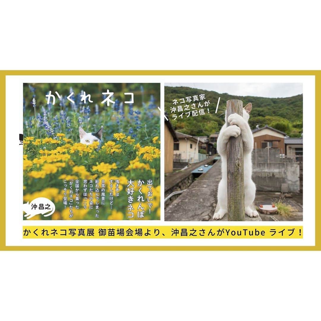 Masayukiさんのインスタグラム写真 - (MasayukiInstagram)「長文ですみません。  明日から開催の 日本最大級の参加型写真展 『御苗場vol.27 関西』に 『かくれネコ』 の写真が登場！  富士フイルムの壁に飾る新しいサービスWALL DECOR（ウォールデコ）のキャンパス地を使って ＃かくれネコ探し隊 のみなさまからお借りしたかくれネコの写真と いっしょにぼくの写真も展示します。  ぜひぜひ遊びにいらしてくださいねー。 24日は ぼくも15:30-17:00からトークショーするために現地にいますー。  トークショーの詳細 ※ オンラインでもするよ。  ●　 御苗場 vol.27 開催日程：2020年10月23日（金）～11月1日（日）  10月23日（金）～10月25日（日）11:00～18:00（25日は17:00まで）、  10月26日～11月1日はオンラインで開催  （シーサイドスタジオCASOでの展示は23日～25日、ブース写真のオンライン公開は25日～、VRのオンライン公開は29日～、オンライン展示はいずれもアーカイブとして12月25日まで展示予定）  会場：シーサイドスタジオCASO（ caso-space.jp ） 御苗場Webサイト（ www.onaeba.com ）  #御苗場 #かくれネコ #かくれネコ探し隊  #caso #walldecor #ウォールデコ #fujifilm」10月22日 12時48分 - okirakuoki