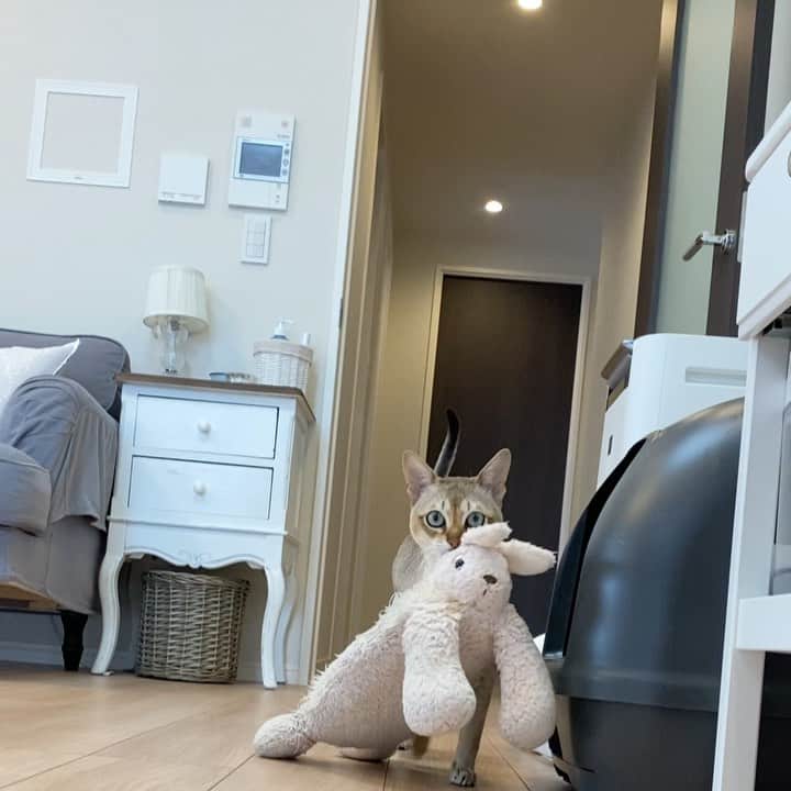 モルト♡Malt(Singapuracat)のインスタグラム：「久しぶりにてちてち撮ったらめっちゃ斜め📸😹」