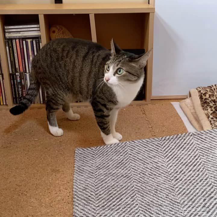 のインスタグラム：「She can’t find what she wants. #cat #ohagi #catsofinstagram #catasticworld #cats_of_day #catlife #mako0mako0 #ねこ　#ねこ動画 #おはぎちゃん　#猫のいる生活 #猫のいる暮らし #猫スタグラム」