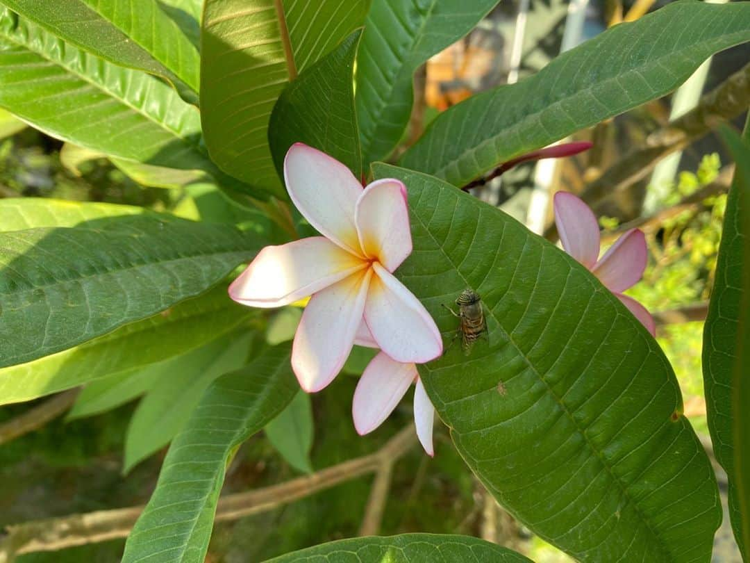 クリス・ノースのインスタグラム：「Last whiff of pollen before autumn eve」