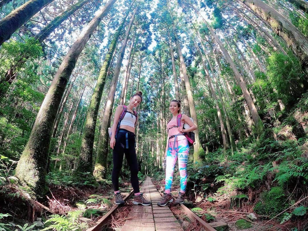 のインスタグラム：「木漏れ日が綺麗🌲✨  #屋久島 #屋久島旅行 #縄文杉 #トレッキング #トレッキング女子 #往復10時間 #頑張った #世界遺産 #旅行 #旅行好きな人と繋がりたい #tabi_jyo #tabijyomap_yakushima #travelgram #traveler #yakushima #goproのある生活 #goprojp #goprotraveljapan #gopro女子 #jtbで旅したい #jalan_travel #japan」