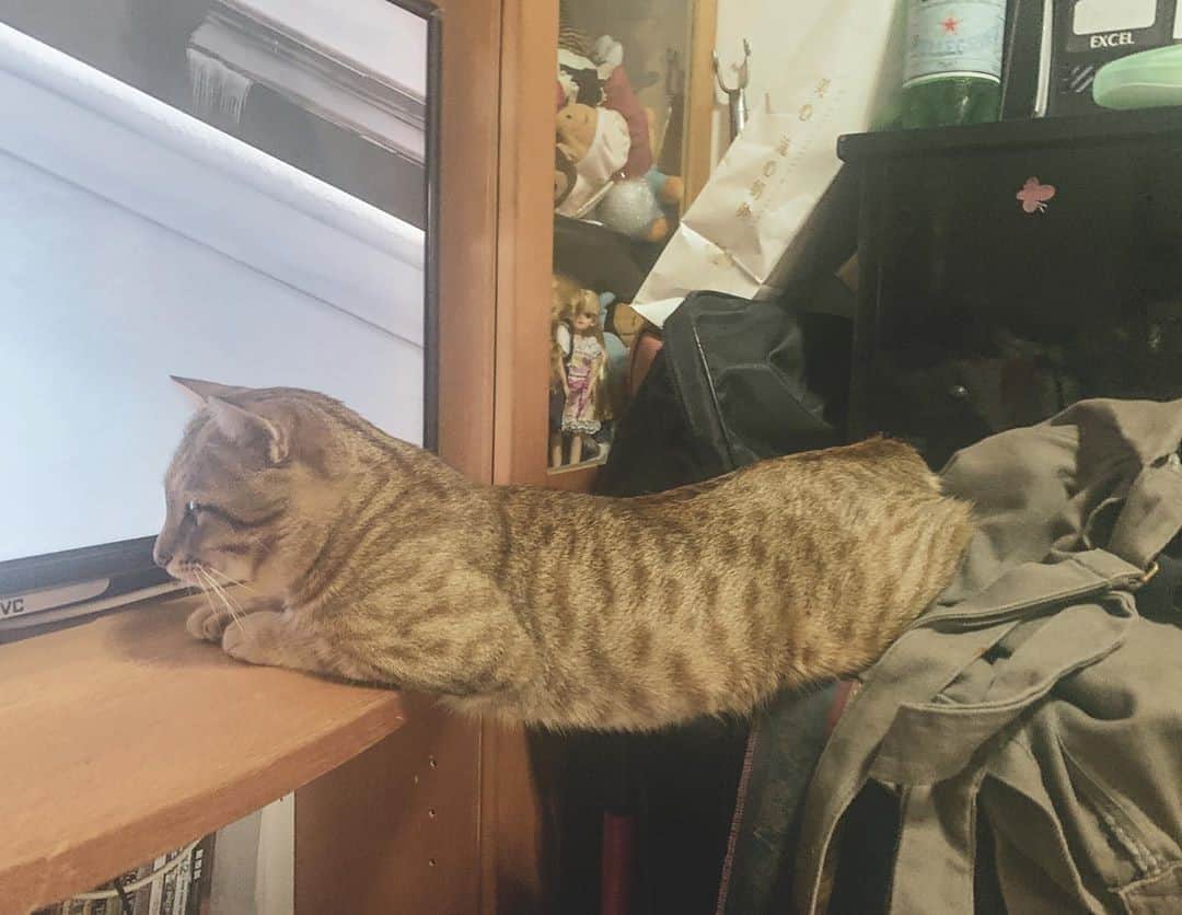 Aww Clubのインスタグラム