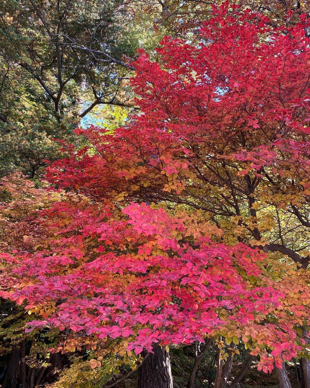 のインスタグラム：「紅葉の魔術🍁🍂」