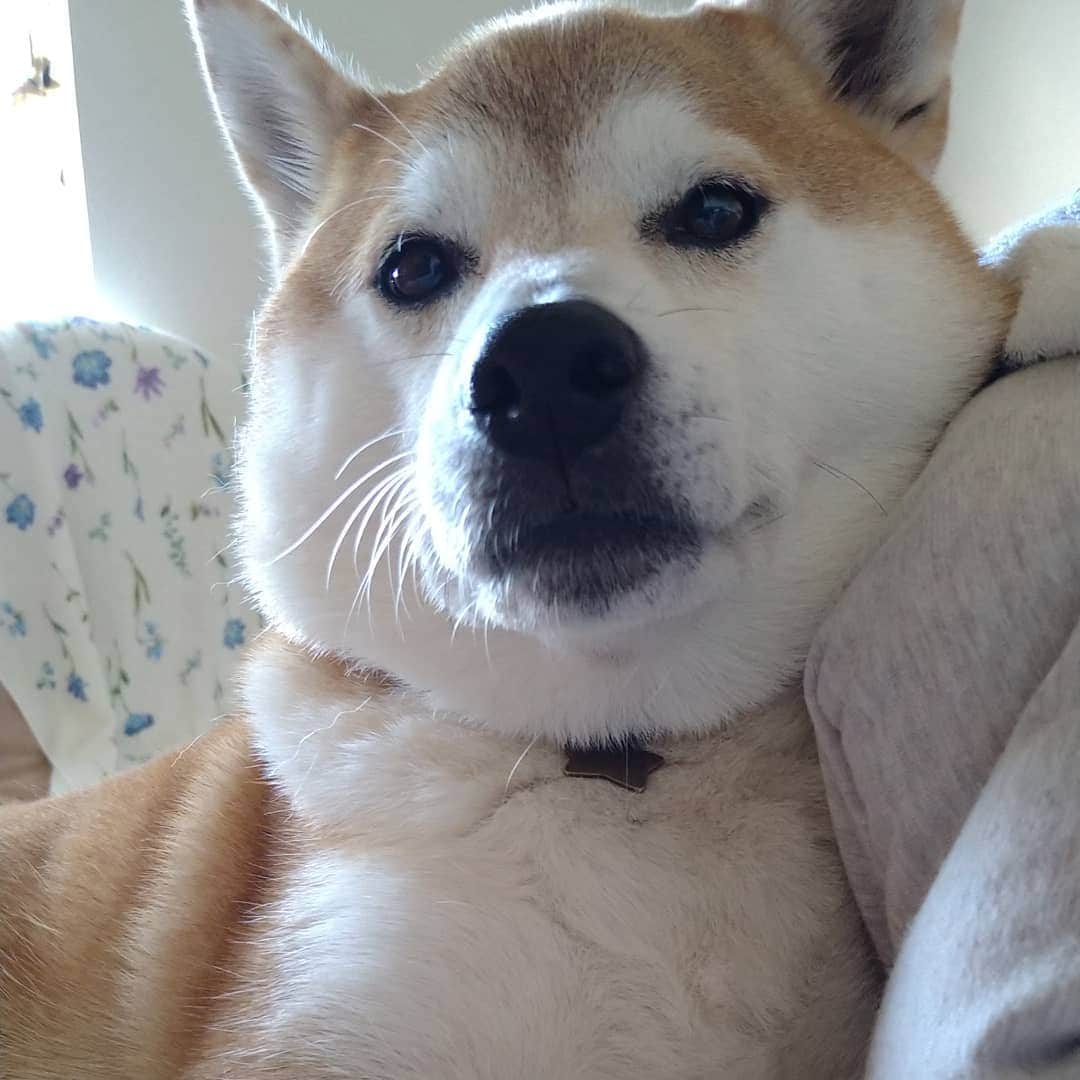 柴犬⭐️サスケさんのインスタグラム写真 - (柴犬⭐️サスケInstagram)「こんにちワン #柴犬 #赤柴#柴北会#わんだフォ#犬ら部#わんだフォ #北海道#茶助#🐕‍🦺#🐶📷#🐶#pecoいぬ部 #shibastagram #shibagram #shibasnap」10月22日 14時42分 - shiba20150405