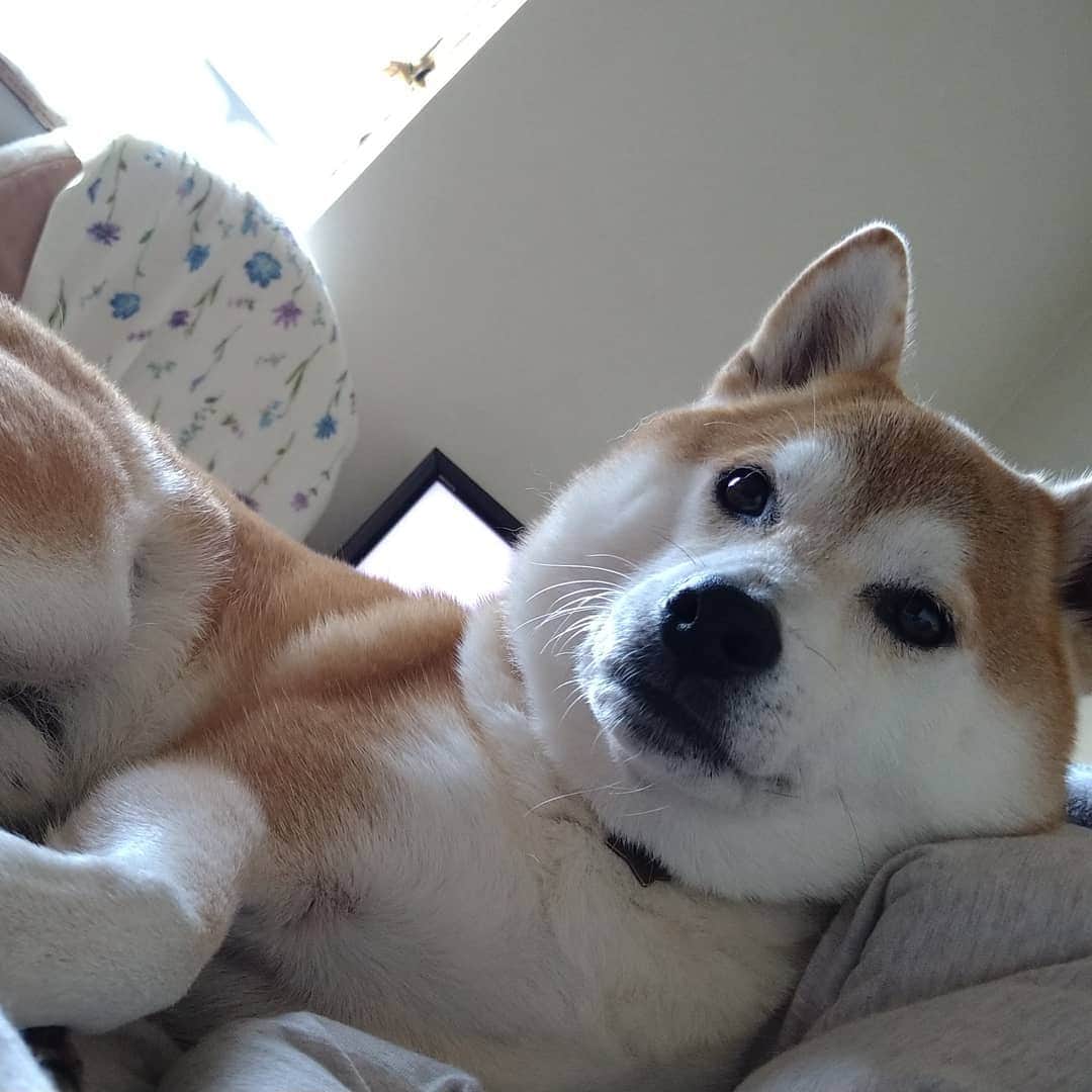 柴犬⭐️サスケさんのインスタグラム写真 - (柴犬⭐️サスケInstagram)「こんにちワン #柴犬 #赤柴#柴北会#わんだフォ#犬ら部#わんだフォ #北海道#茶助#🐕‍🦺#🐶📷#🐶#pecoいぬ部 #shibastagram #shibagram #shibasnap」10月22日 14時42分 - shiba20150405