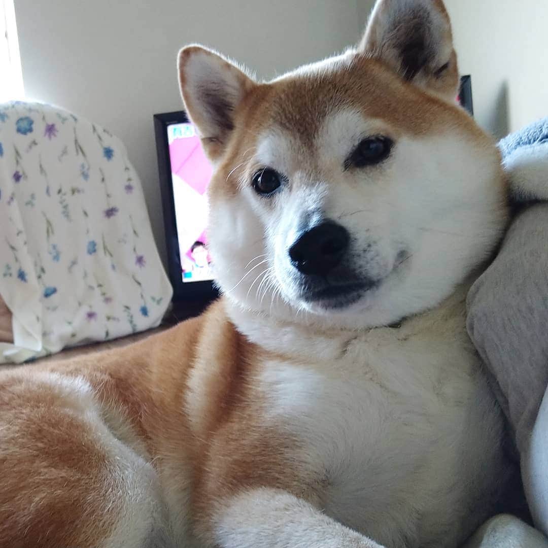 柴犬⭐️サスケさんのインスタグラム写真 - (柴犬⭐️サスケInstagram)「こんにちワン #柴犬 #赤柴#柴北会#わんだフォ#犬ら部#わんだフォ #北海道#茶助#🐕‍🦺#🐶📷#🐶#pecoいぬ部 #shibastagram #shibagram #shibasnap」10月22日 14時42分 - shiba20150405