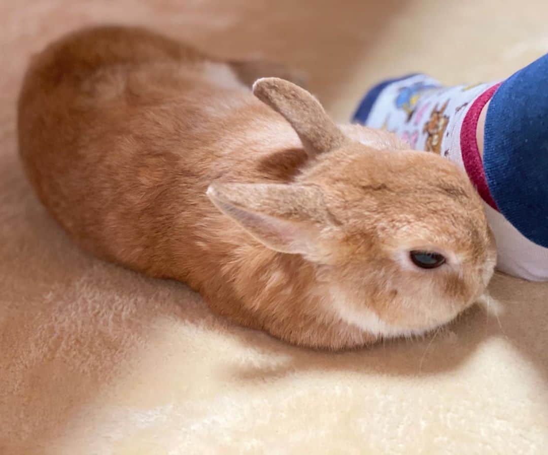 ラン?さんのインスタグラム写真 - (ラン?Instagram)「今朝ね、甘えてきたかと思ったら、足元でごろん♡ c⌒っ.ω.)っ～♪❤ 動画撮れてればめちゃ可愛かったんだけど、撮れなかった😂 もふもふ♡もふ曜日だから、いっぱいもふもふしよ♡ ☆  #うさぎ #ネザーランドドワーフ #rabbit #bunny #bunnystagram  #rabbitstagram  #cute  #かわいい #ふわもこ部  #もふもふ  #zip写真部  #アニマル写真部 #instagramjapan #netherlanddwarf #うさぎと暮らす  #うさぎのいる暮らし #癒し #kawaii #ランちゃん  2020.10.22」10月22日 15時10分 - mofumofuusako