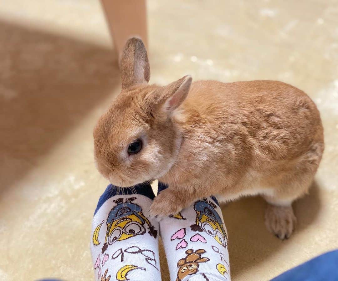 ラン?さんのインスタグラム写真 - (ラン?Instagram)「今朝ね、甘えてきたかと思ったら、足元でごろん♡ c⌒っ.ω.)っ～♪❤ 動画撮れてればめちゃ可愛かったんだけど、撮れなかった😂 もふもふ♡もふ曜日だから、いっぱいもふもふしよ♡ ☆  #うさぎ #ネザーランドドワーフ #rabbit #bunny #bunnystagram  #rabbitstagram  #cute  #かわいい #ふわもこ部  #もふもふ  #zip写真部  #アニマル写真部 #instagramjapan #netherlanddwarf #うさぎと暮らす  #うさぎのいる暮らし #癒し #kawaii #ランちゃん  2020.10.22」10月22日 15時10分 - mofumofuusako