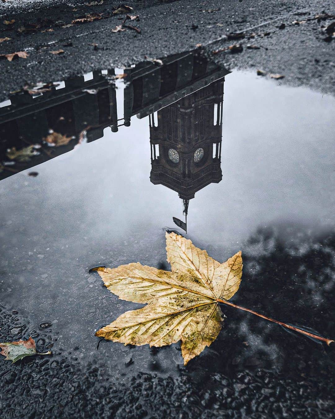 Thomas Kakarekoのインスタグラム：「when everything falls into place  Perfect photo conditions in Berlin and more autumn shots incoming.  #berlin」