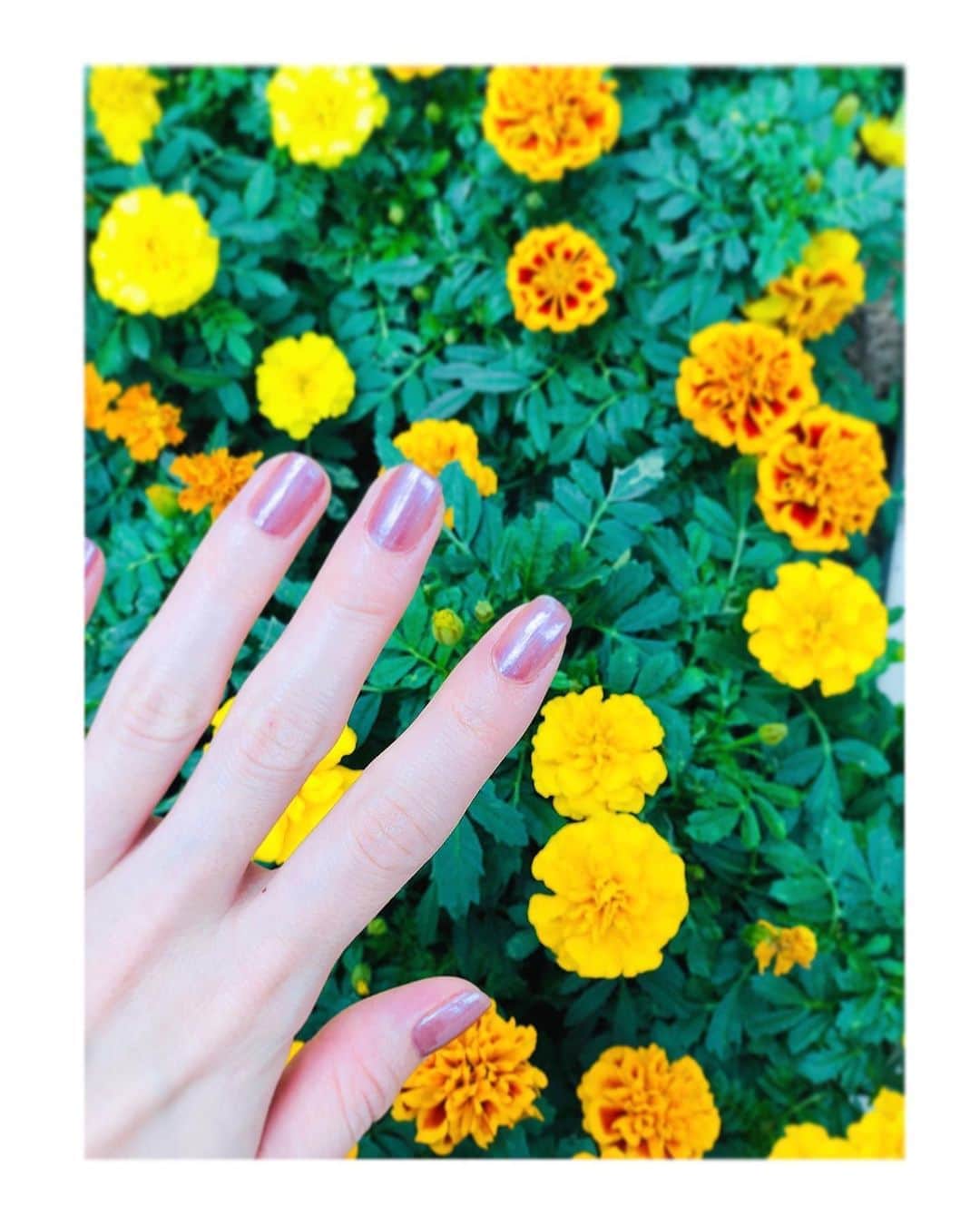 立花サキさんのインスタグラム写真 - (立花サキInstagram)「#newneil #neils #newネイル﻿ #opi #opi163﻿ #pink #pinknails #ネイル #マニキュア﻿ #flower #マリーゴールド﻿」10月22日 15時33分 - tachibanasakichaso