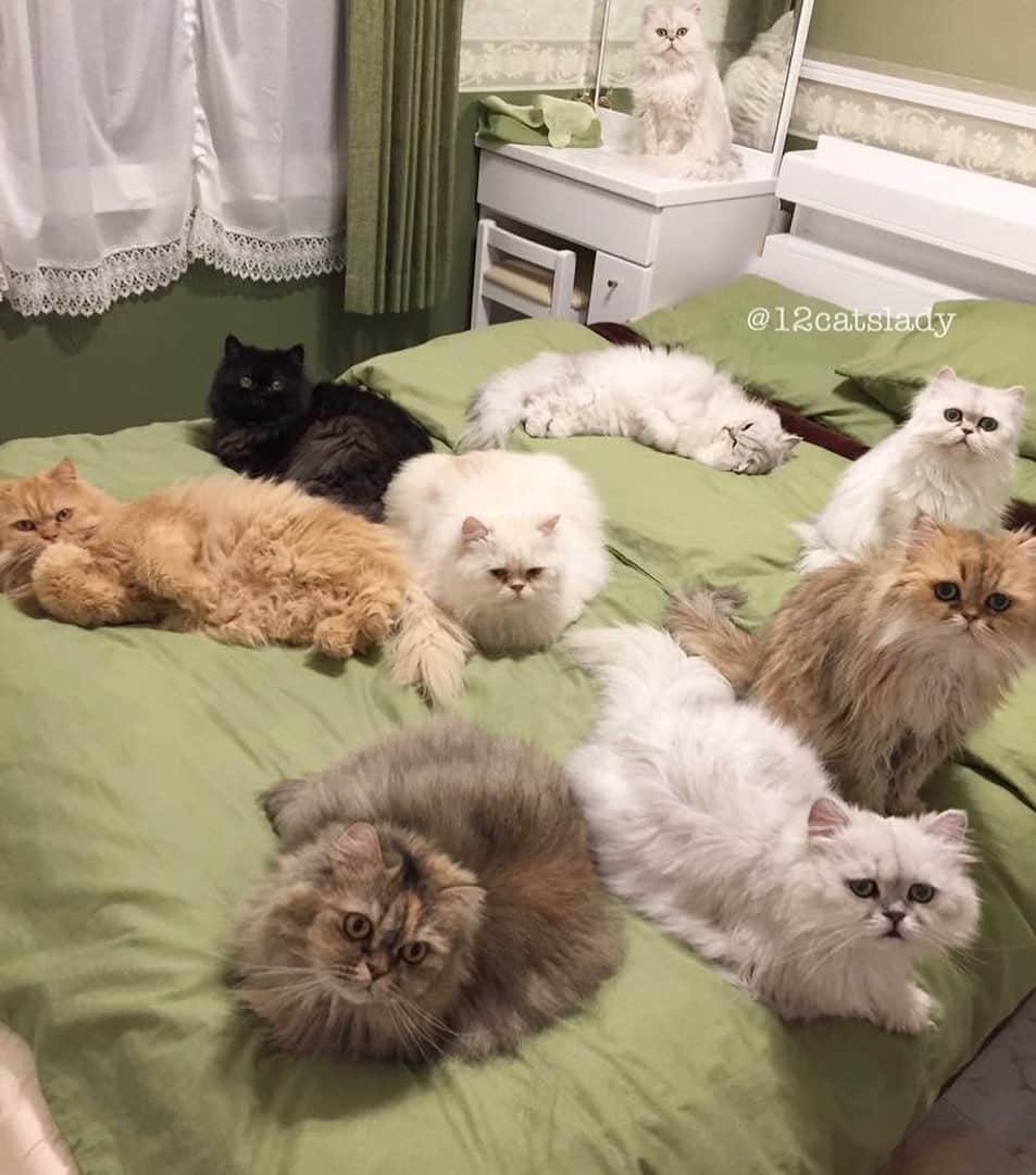 12 Chinchilla Persianのインスタグラム：「Bed weather 🌧🐱 #throwbackthursday #tbt  #cat #catsofinstagram #catlady #persian #persiancatsofinstagram」