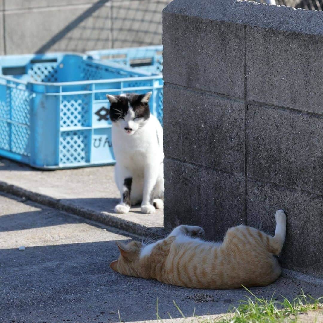 NEKOくらぶさんのインスタグラム写真 - (NEKOくらぶInstagram)「冷めた目で見られるのにゃん(^^)⠀ @tabikuma さんの作品ですにゃ（＝ΦωΦ＝）⠀ *⠀ いいね！＆コメント大歓迎！！⠀ *⠀ #nekoclub #NEKOくらぶ #Japan #Photo #写真 #日本 #cat #ネコ #ねこ #猫 ⠀ Follow: @nekoclub_jpn⠀ *⠀ ▼【廣済堂出版共同企画】NEKOくらぶの皆さまとつくる「NEKOくらぶ写真集」、発売中♪（＝ΦωΦ＝）⠀ ※詳細は本アカウント「 @nekoclub_jpn 」のプロフィールに固定しているハイライトから⠀ *⠀ ※皆様、政府、自治体など公的機関の指示に従った行動をお願いします。⠀ 東京カメラ部および分室では、写真を「見る楽しみ」を提供することを通して、微力ながら皆様にわずかな時間でも癒しをお届けしたいと思っております。⠀ ※本アカウントは東京カメラ部がFacebook、Instagramのサービスを利用して運営しているもので、Facebook社・Instagramとは一切関係ありません。」10月22日 16時01分 - nekoclub_jpn