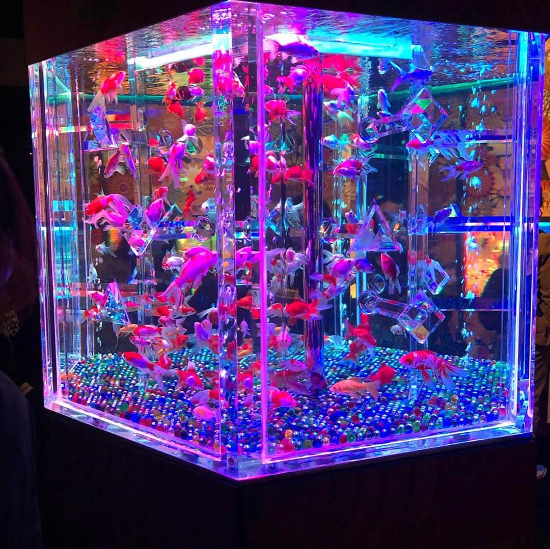 山口祥行さんのインスタグラム写真 - (山口祥行Instagram)「金魚すげー🐡 #アクアリウム」10月22日 16時15分 - yamariguez
