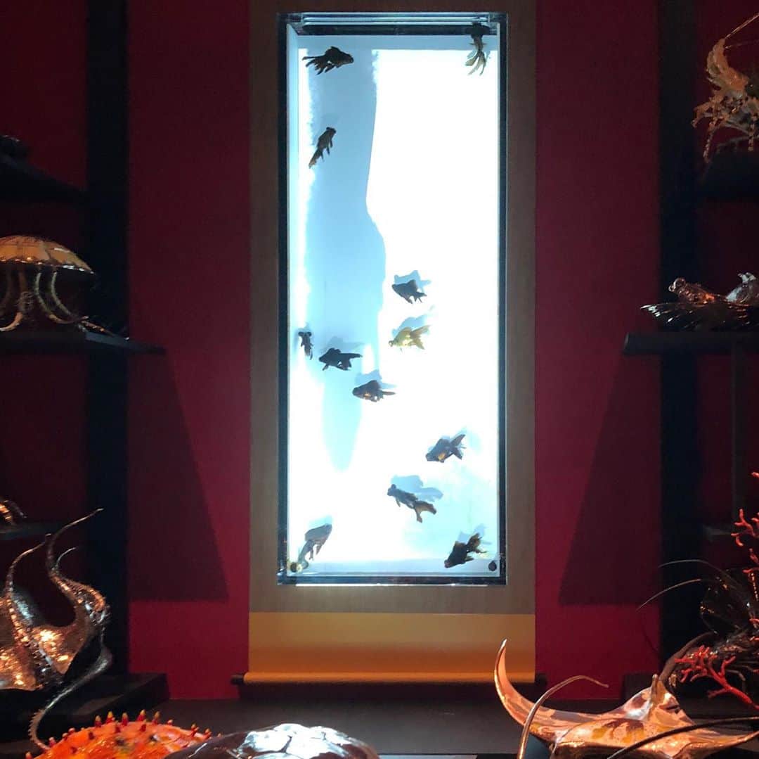 山口祥行のインスタグラム：「金魚すげー🐡 #アクアリウム」