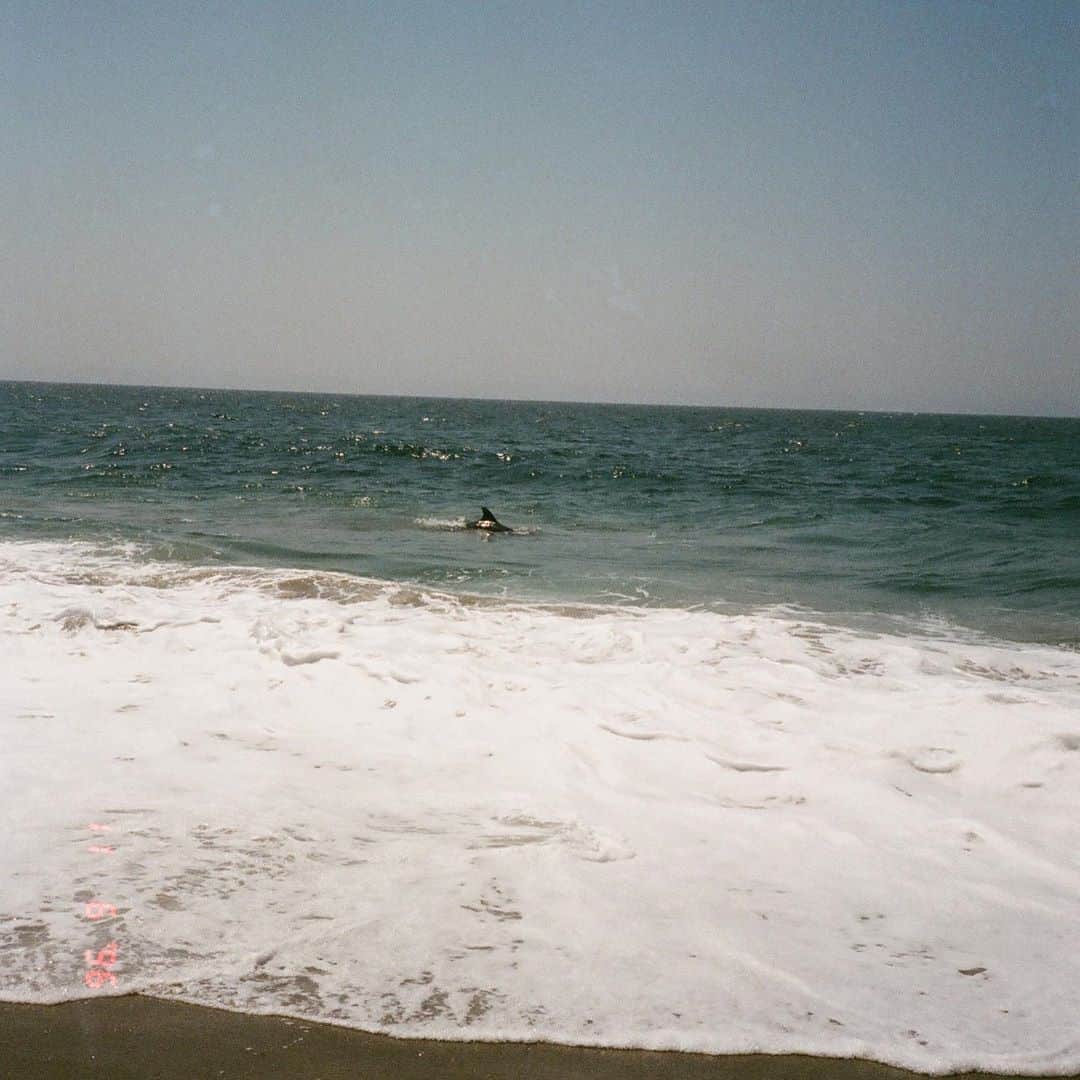 ケイト・ナッシュさんのインスタグラム写真 - (ケイト・ナッシュInstagram)「When we saw dolphins close to the shore this summer in Malibu! 🐬 💖」10月23日 3時31分 - katenash