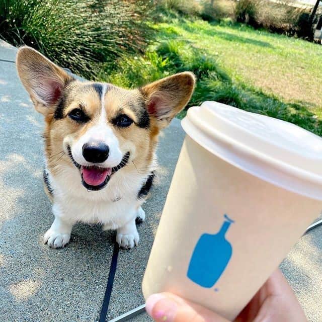 のインスタグラム：「If a pour over is a meditation, espresso drinks are _____ . How do you finish the sentence? We’re all ears. 💙 📸 @grr_ty #dogsofbluebottle」
