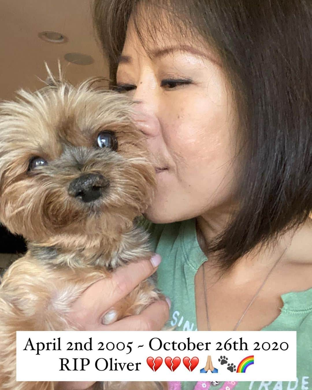 さんのインスタグラム写真 - (Instagram)「With our heaviest hearts, we are so sad to announce the passing of our sweet Oliver on October 21, 2020. 💔💔💔 Oliver was 15 years and 7 months old.  He has been with us since he was 12 weeks old. 🥰🙏🏼♥️ Early September Oliver was diagnosed with an enlarged spleen, pushing on his stomach and it was suspected cancer. 💔💔💔 Due to his age there wasn’t much we could do for him except to make him as comfortable as possible. He was fading fast these past few weeks. Oliver lived a great life with us traveling to Japan twice, he was truly the best little boy and he gave us so much more than we gave him! We will miss him terribly. 💔💔💔 His Siblings said their goodbyes and it is amazing just how much they seem to understand.  He is with his sister Abby Who was waiting for him at the Rainbow Bridge. Mommy and Daddy will always love you!  Rest In Peace Oliver. 🙏🏼♥️🐾🌈❌⭕️ #MommyAndDaddyWillAlwaysLoveYou #ILoveHimSoMuch #AlwaysMyBaby #RIPOliver」10月23日 3時03分 - happyyorkiefamily