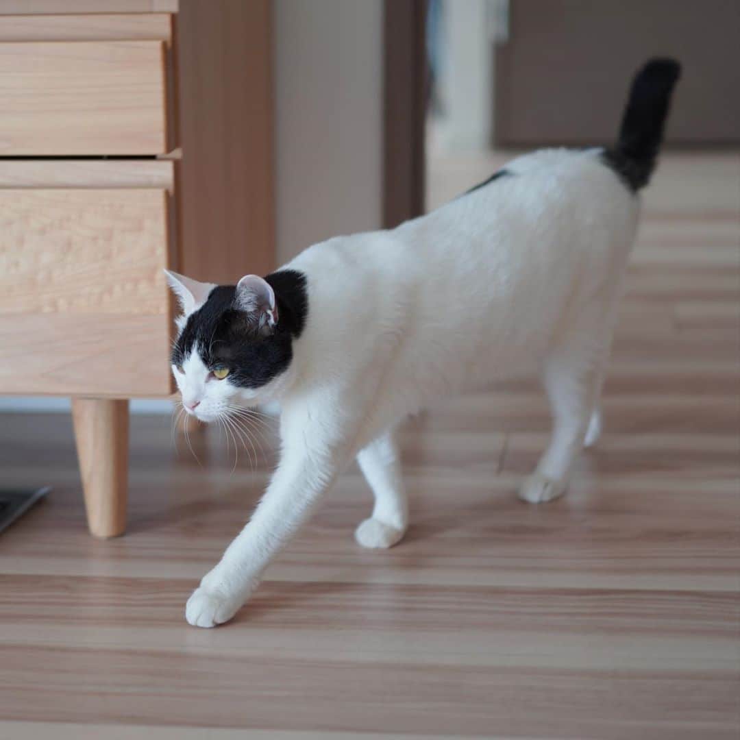 KAZUYAのインスタグラム：「今日のにゃんこ54。 たまには立ち姿でも。 #猫 #猫のいる暮らし #cat」