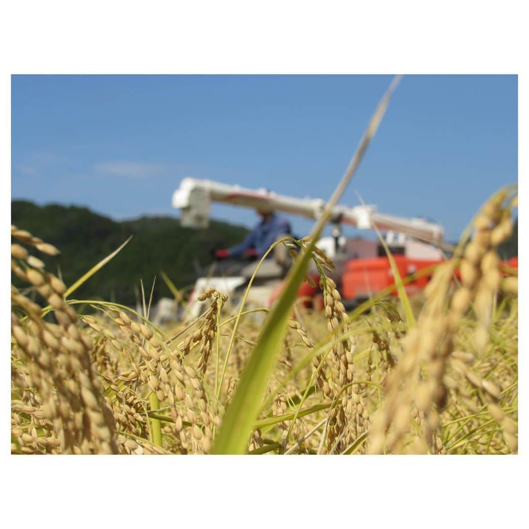 白鶴酒造株式会社さんのインスタグラム写真 - (白鶴酒造株式会社Instagram)「【白鶴ファーム稲刈り】 昨日白鶴ファームの今年の稲刈りがすべて終わりました。 最後は晩生の白鶴錦でしたが、台風の被害もなく、無事刈り取ることができました。 今年は8月にほとんど雨が降らず、非常に厳しい生育状況となりましたが、何とか収穫を迎えられて安心していました🌾 今回収穫した白鶴錦の一部は、「白鶴 翔雲 純米大吟醸 自社栽培白鶴錦」の原料米として使用されます🍶  是非稲刈りの様子なども思い出しながら味わってくださいね♪  #日本酒 #白鶴 #hakutsuru #折り鶴 #foldedpapercrane #japan #神戸 #kobe #酒 #sake #japanesesake #japaneseculture #灘五郷 #GI灘五郷 #lovehyogo #lovekobe #insta_higashinada #丹波篠山市 #白鶴ファーム #田んぼ #稲刈り #白鶴錦 #酒米 #翔雲」10月22日 18時31分 - hakutsuru_official