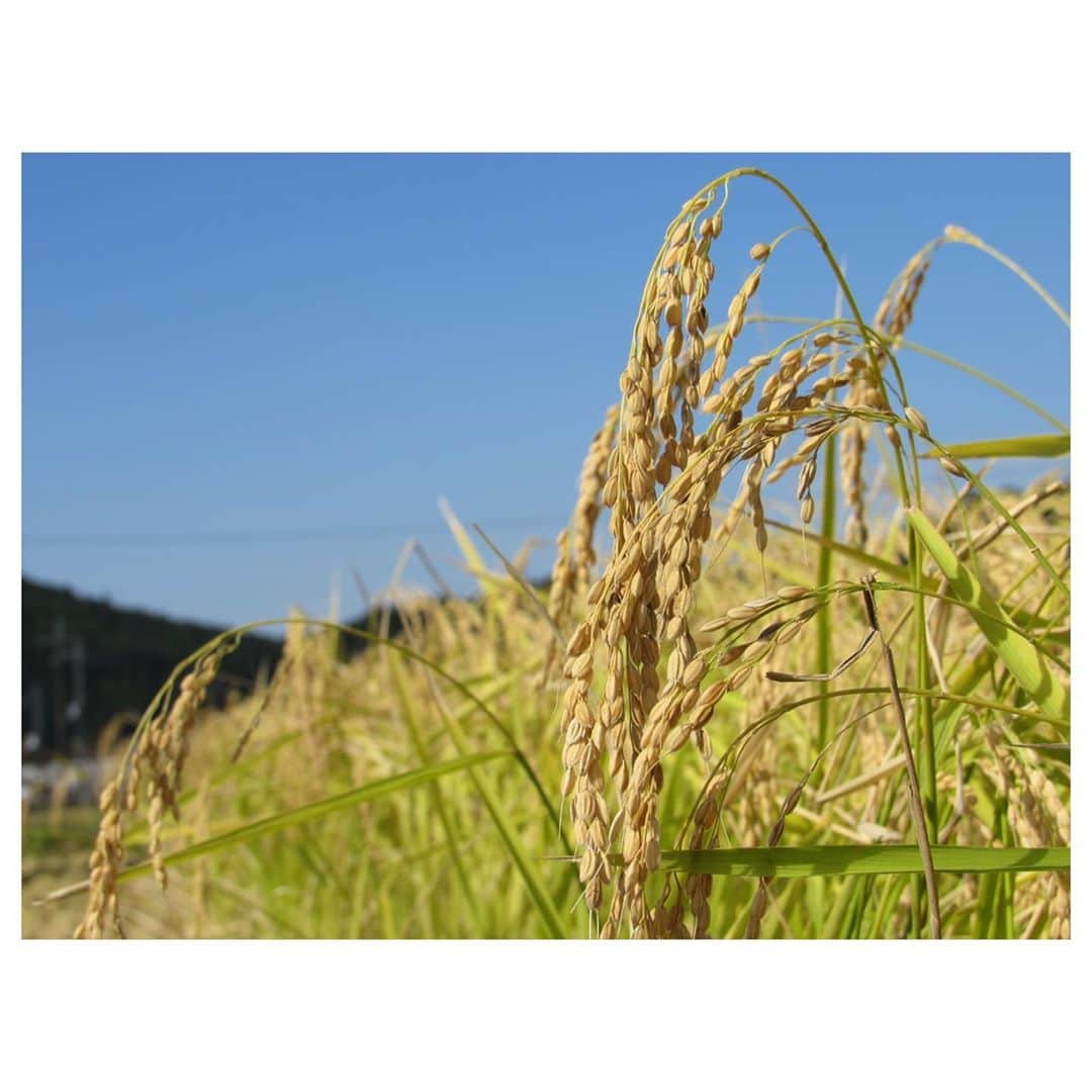 白鶴酒造株式会社さんのインスタグラム写真 - (白鶴酒造株式会社Instagram)「【白鶴ファーム稲刈り】 昨日白鶴ファームの今年の稲刈りがすべて終わりました。 最後は晩生の白鶴錦でしたが、台風の被害もなく、無事刈り取ることができました。 今年は8月にほとんど雨が降らず、非常に厳しい生育状況となりましたが、何とか収穫を迎えられて安心していました🌾 今回収穫した白鶴錦の一部は、「白鶴 翔雲 純米大吟醸 自社栽培白鶴錦」の原料米として使用されます🍶  是非稲刈りの様子なども思い出しながら味わってくださいね♪  #日本酒 #白鶴 #hakutsuru #折り鶴 #foldedpapercrane #japan #神戸 #kobe #酒 #sake #japanesesake #japaneseculture #灘五郷 #GI灘五郷 #lovehyogo #lovekobe #insta_higashinada #丹波篠山市 #白鶴ファーム #田んぼ #稲刈り #白鶴錦 #酒米 #翔雲」10月22日 18時31分 - hakutsuru_official