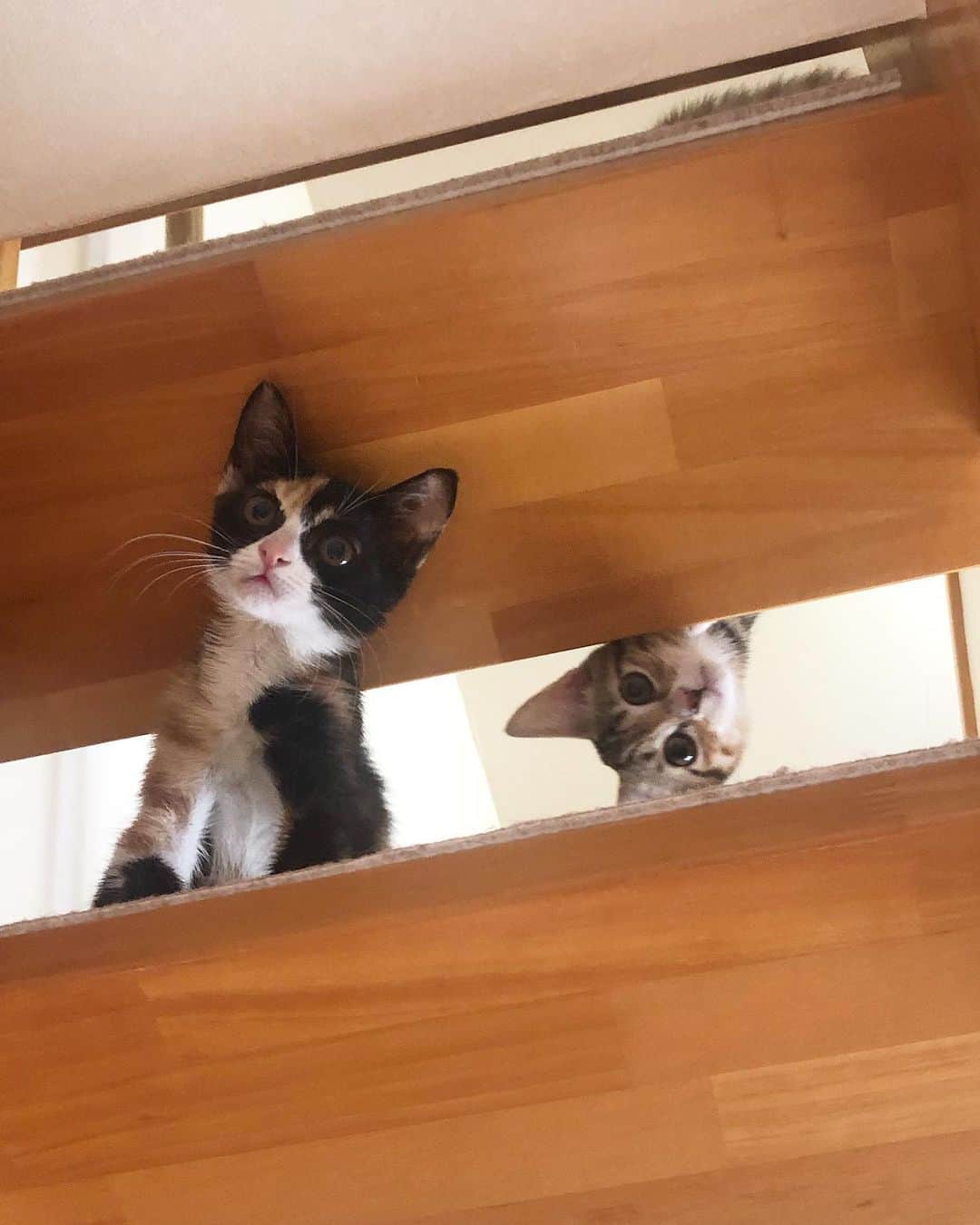 maimocotoのインスタグラム：「#ハナコとチハヤ ❤︎ 2人ペアで里親さまを募集して、なんと早速良いオファーをいただき、お見合いが決まりました✨ なので、募集は一旦締め切らせていただきます🙇‍♀️ご検討してくださっていた方がいたらごめんなさい。 まだ、ビビリで逃げてしまうけど、おもちゃやちゅーるがあれば近寄ってきてくれます笑 お見合いの日までにはなんとか隠れない子に育てようと思います♪まぁ、隠れる子でも全然良いんだけどね😽 ＊ ＊ 『このお家、いっぱい遊ぶところがあって楽しいでしゅよ❤︎』 ＊ ＊ #美三毛猫のハナコ  #白手袋のチハヤ」