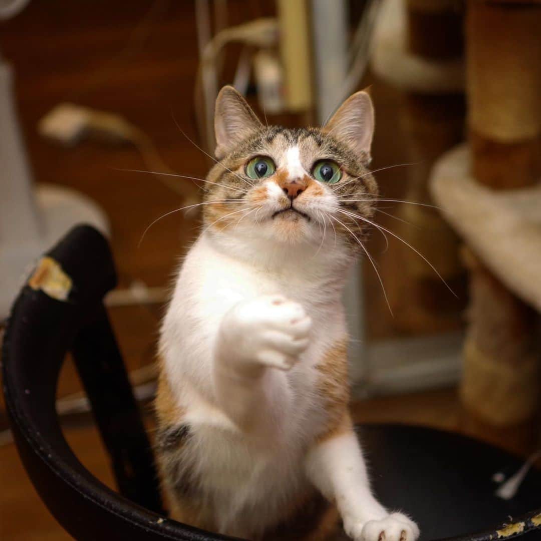 Kachimo Yoshimatsuさんのインスタグラム写真 - (Kachimo YoshimatsuInstagram)「ヒゲが興奮度を物語る。 Cat whiskers are a barometer of excitement  #うちの猫ら #castella #猫 #ねこ #cat #ネコ #catstagram #ネコ部 http://kachimo.exblog.jp」10月22日 18時42分 - kachimo