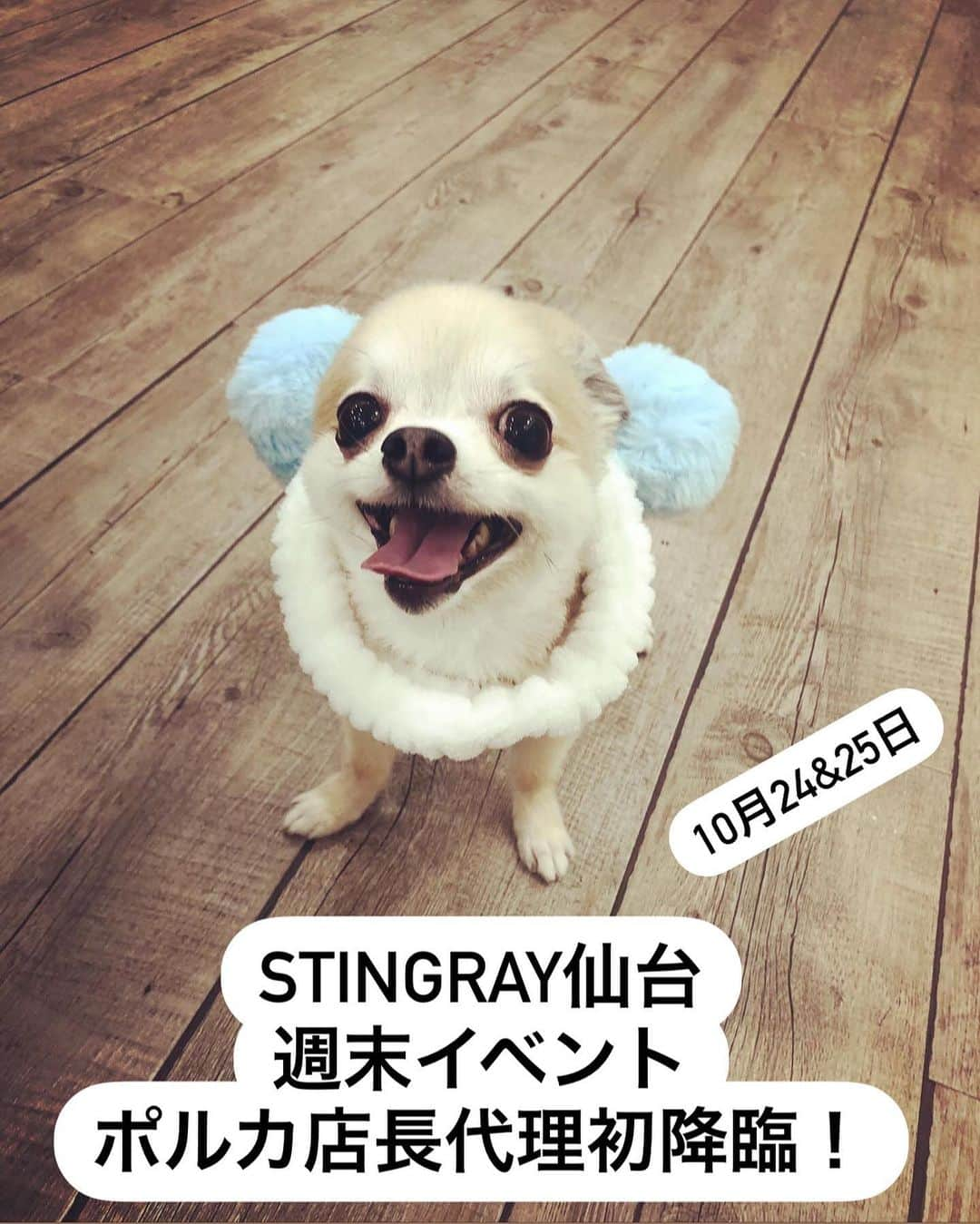 橋本塁さんのインスタグラム写真 - (橋本塁Instagram)「【STINGRAY仙台7日目終了!】 ご来店ありがとうございました！明日は金曜日！11-21時でギャラリー1095間（トクコマ) (青葉区本町2-5-20 青葉ビル１F )(かに政宗隣)にてコロナ感染防止対策して僕は最終日まで一日中ずっと居ます！  #stingray  #仙台 #コラボ　#10周年 #adidas #seek #welcome #samuraicore #candystripper #allaround #joju #theuniin #voo #moreaxe」10月22日 18時57分 - ruihashimoto