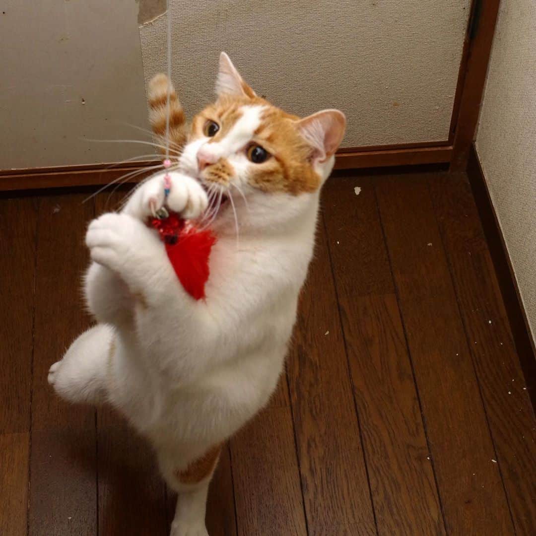 Kachimo Yoshimatsuさんのインスタグラム写真 - (Kachimo YoshimatsuInstagram)「捕まえた！ Catch！ #うちの猫ら #oinari #猫 #ねこ #cat #ネコ #catstagram #ネコ部 http://kachimo.exblog.jp」10月22日 18時50分 - kachimo