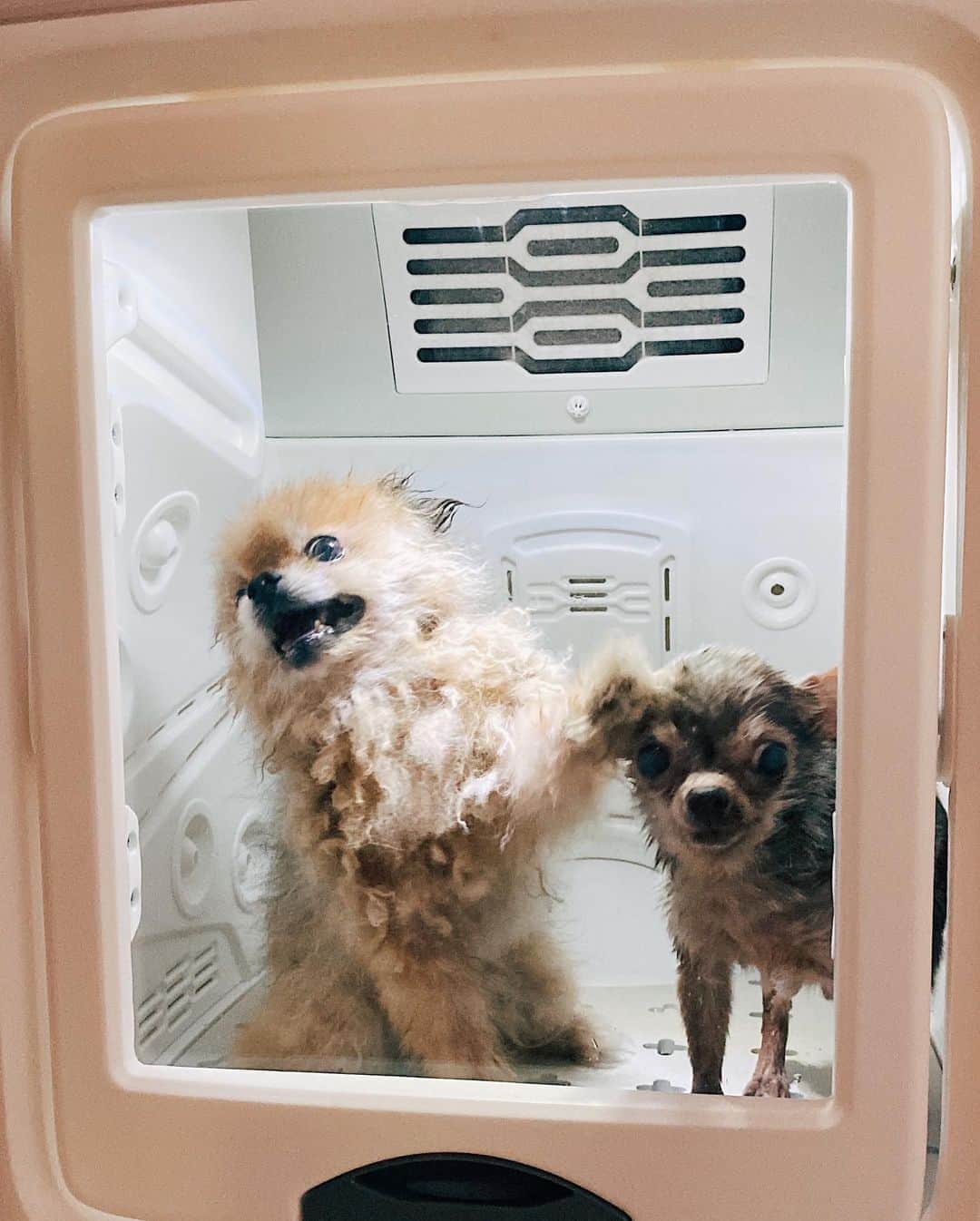 r_oseさんのインスタグラム写真 - (r_oseInstagram)「Teddy🧸 and Tee🐿〰️ #bff」10月22日 19時02分 - r_ose