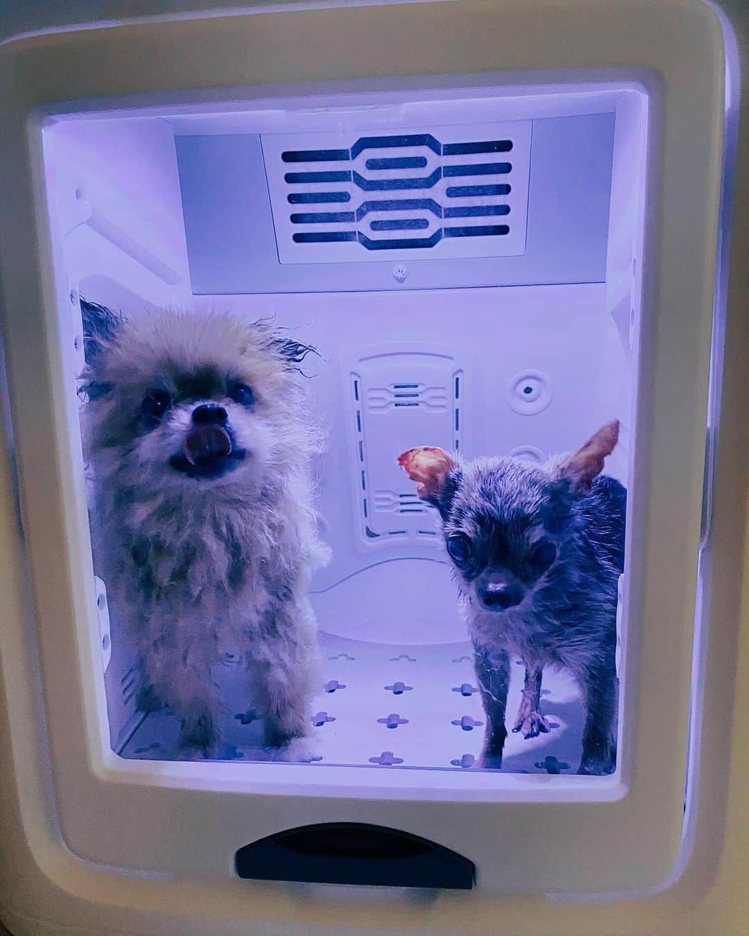 r_oseさんのインスタグラム写真 - (r_oseInstagram)「Teddy🧸 and Tee🐿〰️ #bff」10月22日 19時02分 - r_ose