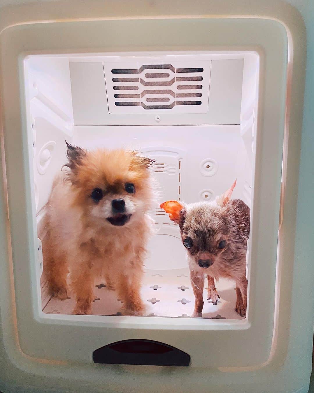r_oseのインスタグラム：「Teddy🧸 and Tee🐿〰️ #bff」