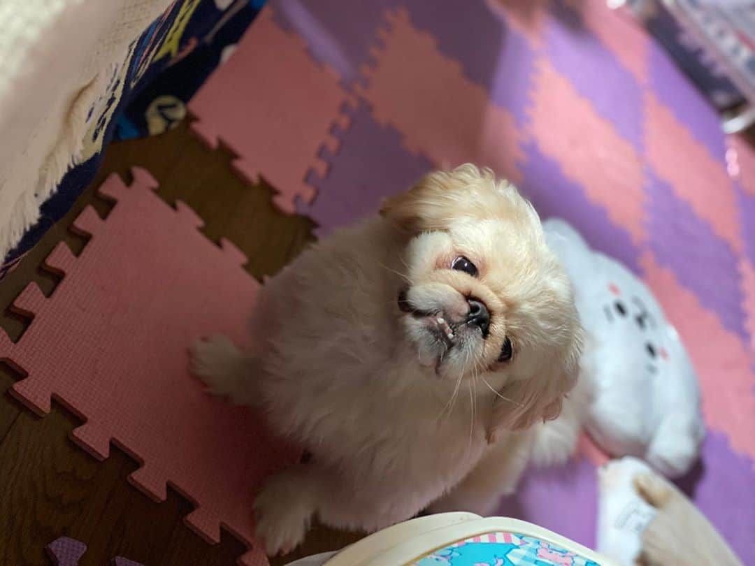 来栖うさこさんのインスタグラム写真 - (来栖うさこInstagram)「今朝のちゃちゃまる🐶が 可愛かったので共有したい。。 . あくびしてる瞬間🥱💤 . . . .  #来栖うさこ  #犬 #ペキニーズ #ペキマル #dog」10月22日 19時11分 - kurusu_usako